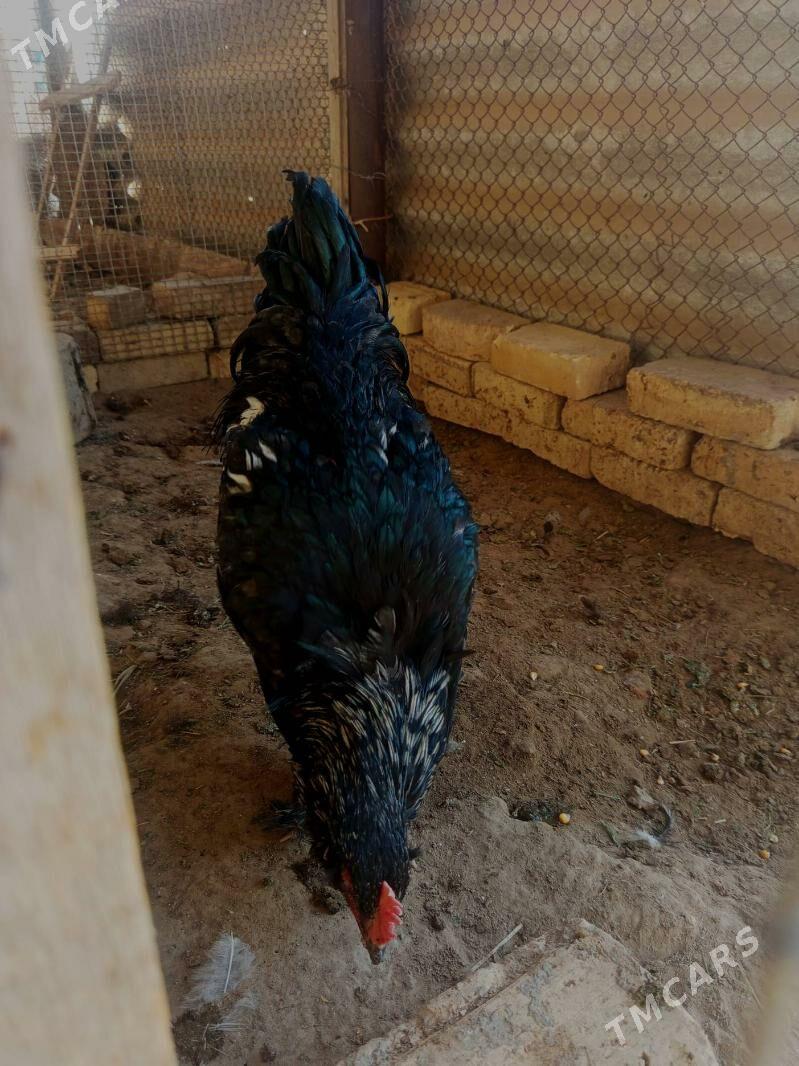 Horaz - Мары - img 1