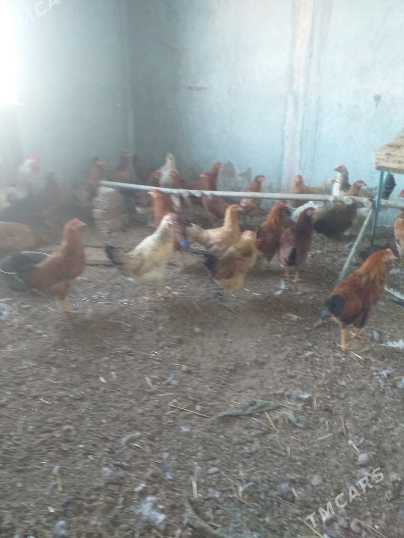 Towuk - Теджен - img 7