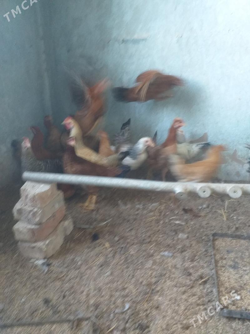 Towuk - Теджен - img 4