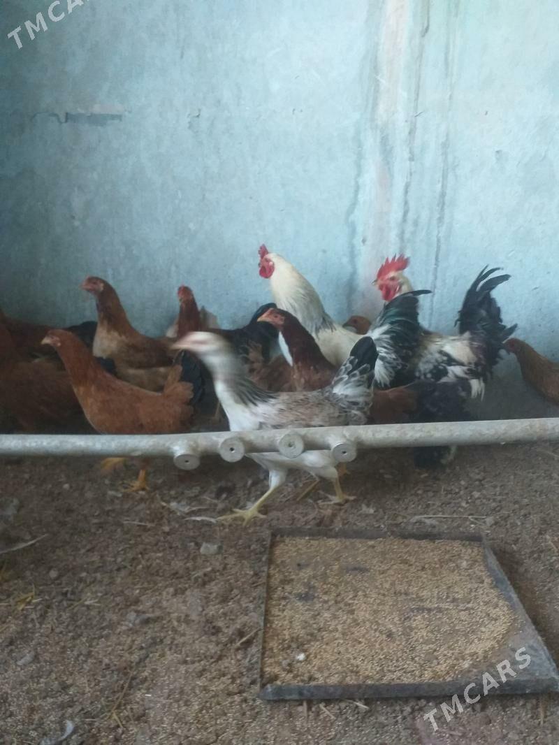 Towuk - Теджен - img 2