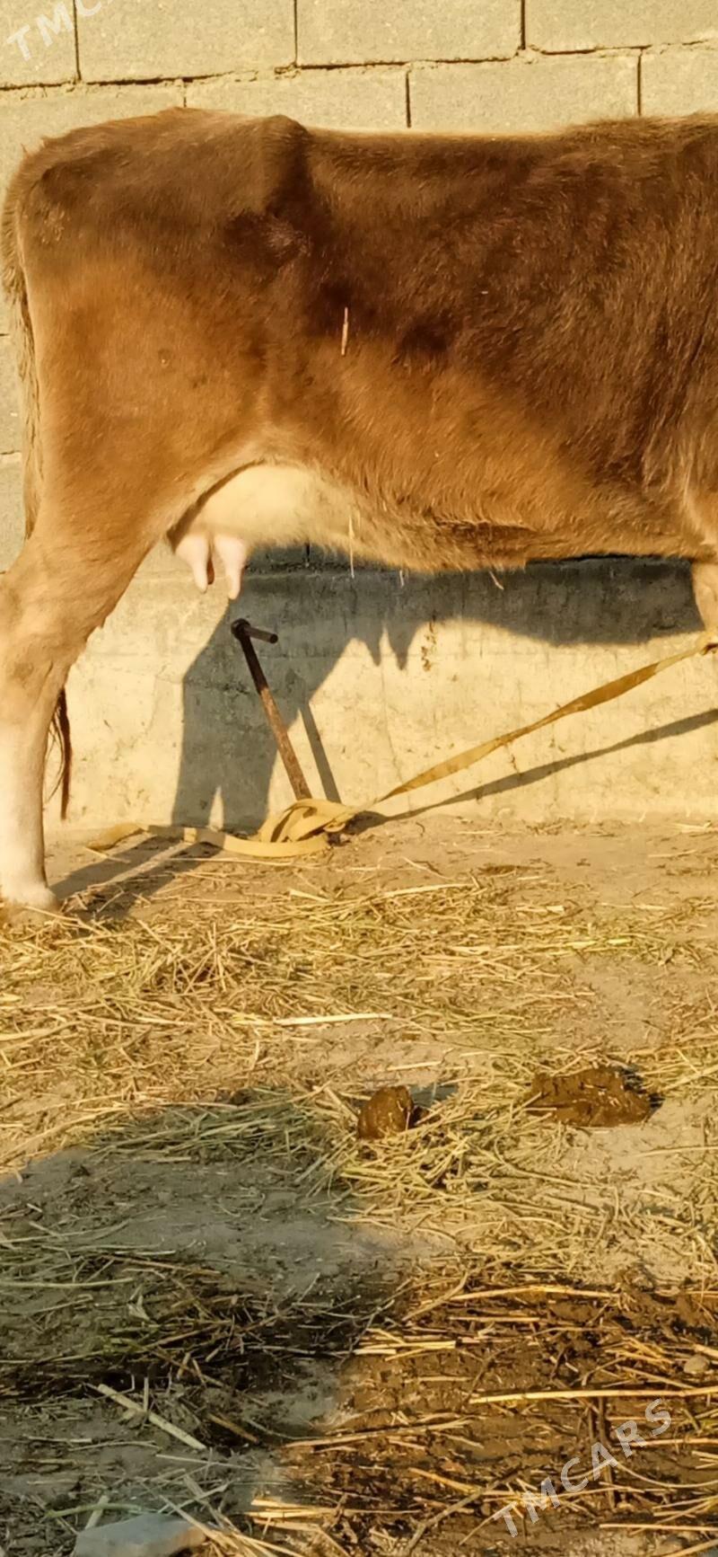 SAGYLYAN SYGYR - Bäherden - img 4