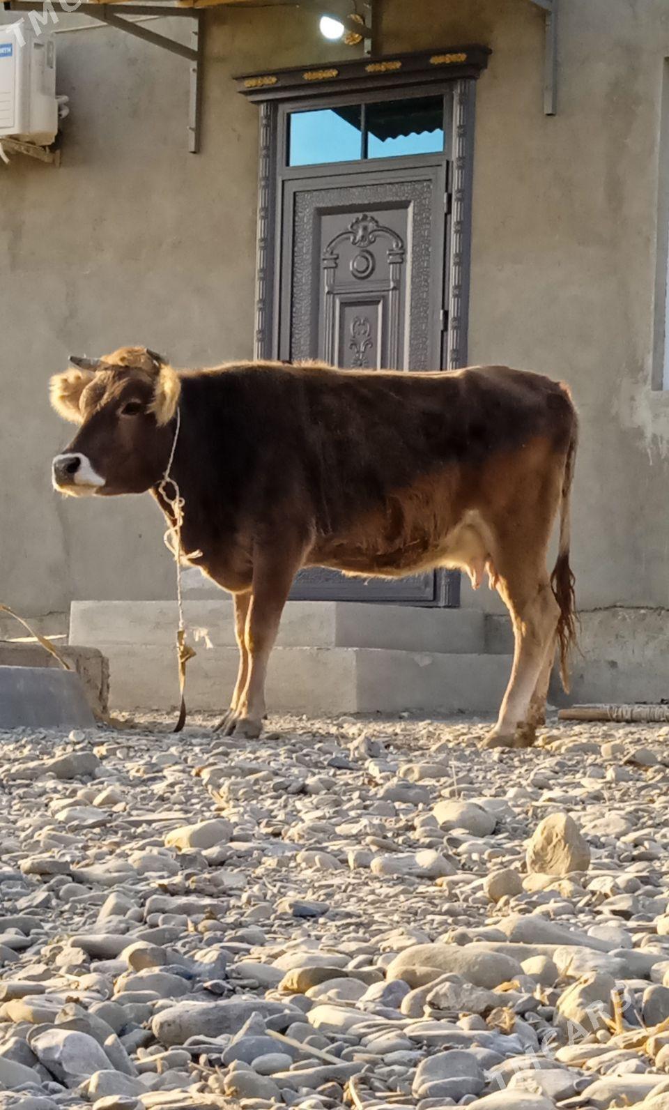 SAGYLYAN SYGYR - Bäherden - img 2