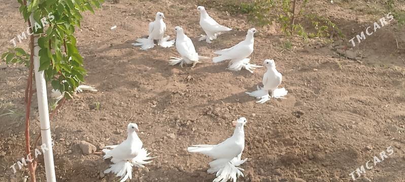 kepderi - Чоганлы - img 1