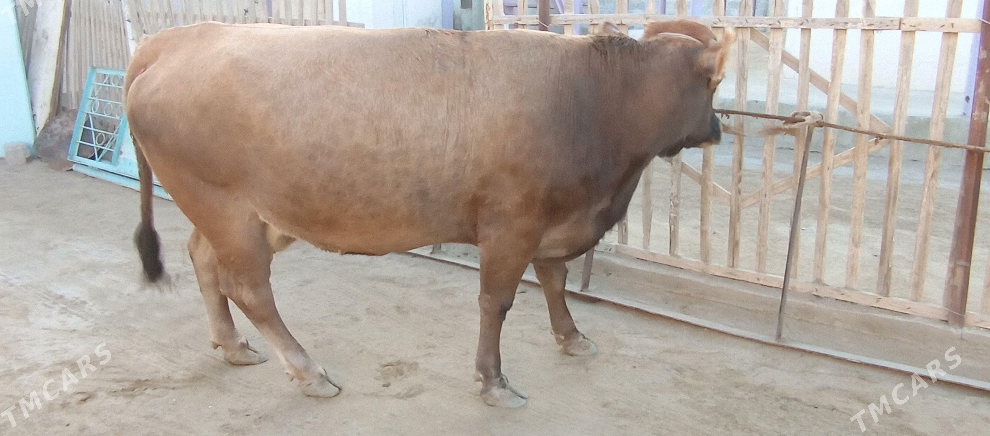 semiz sygyr - Гумдаг - img 2