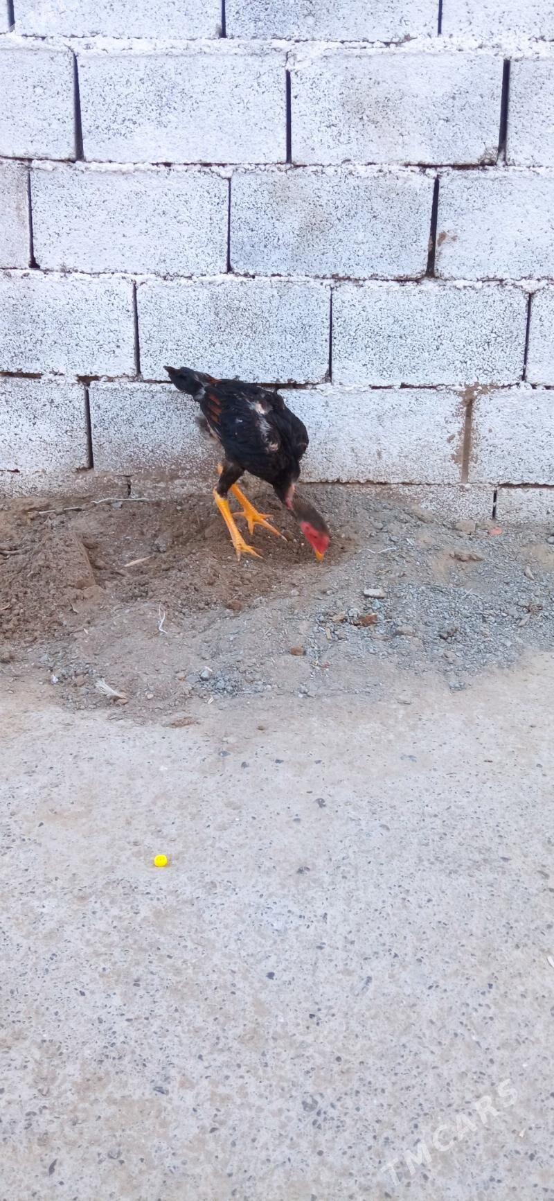 taşkent horaz - Бузмеин - img 3