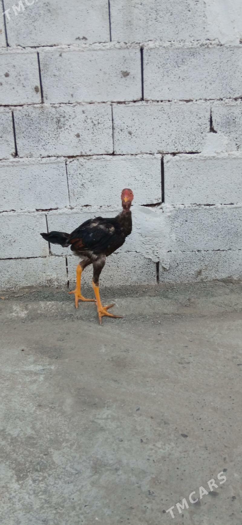 taşkent horaz - Бузмеин - img 2