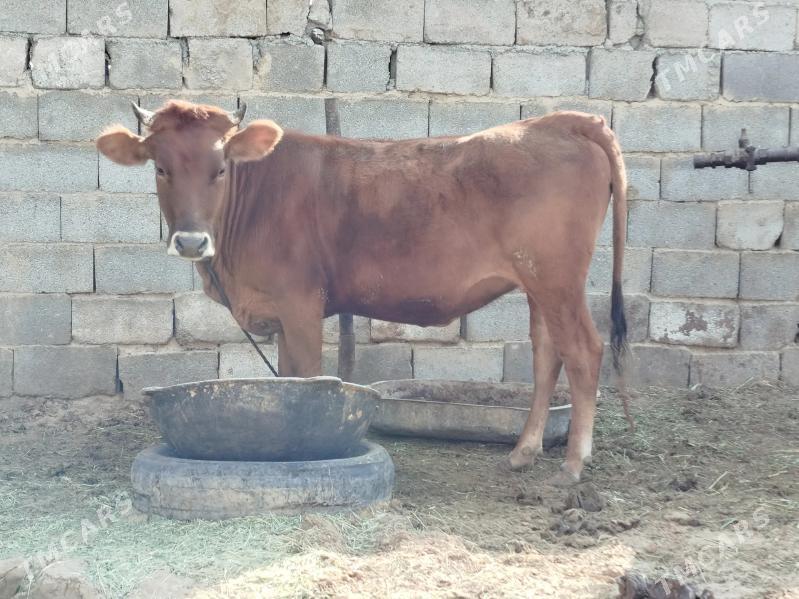 tuwe - Çoganly - img 2