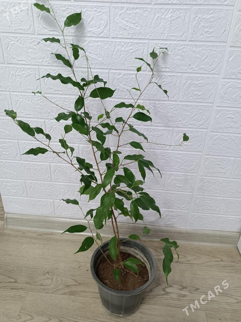 ФИКУС 4 СОРТА - Ашхабад - img 4