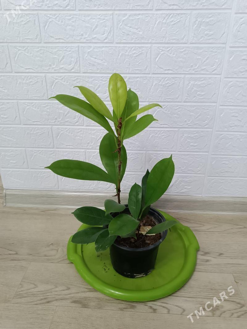 ФИКУС 4 СОРТА - Ашхабад - img 3