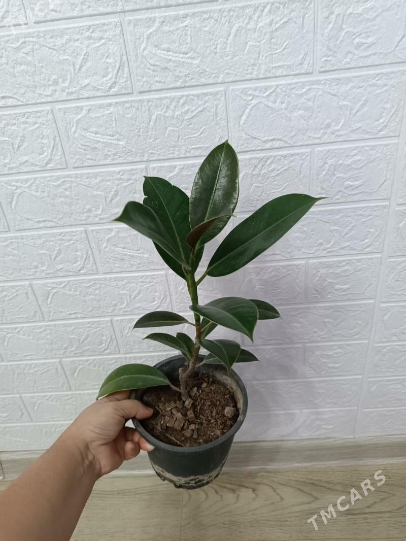 ФИКУС 4 СОРТА - Ашхабад - img 2