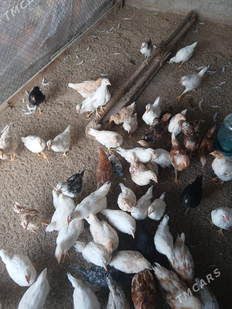 Juje - Гарадамак - img 1