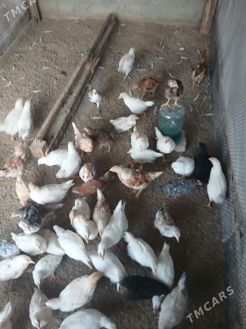 Juje - Гарадамак - img 2