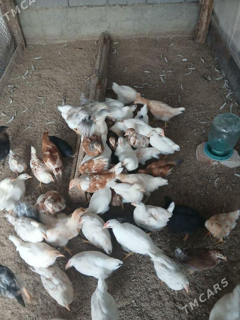 Juje - Гарадамак - img 3