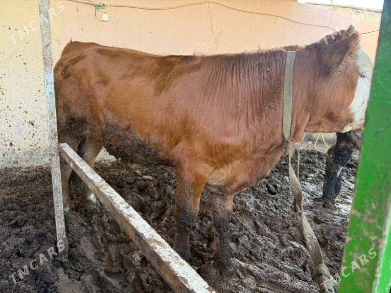 okuz gibrit - Кипджак - img 2