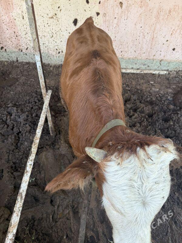 okuz gibrit - Кипджак - img 3