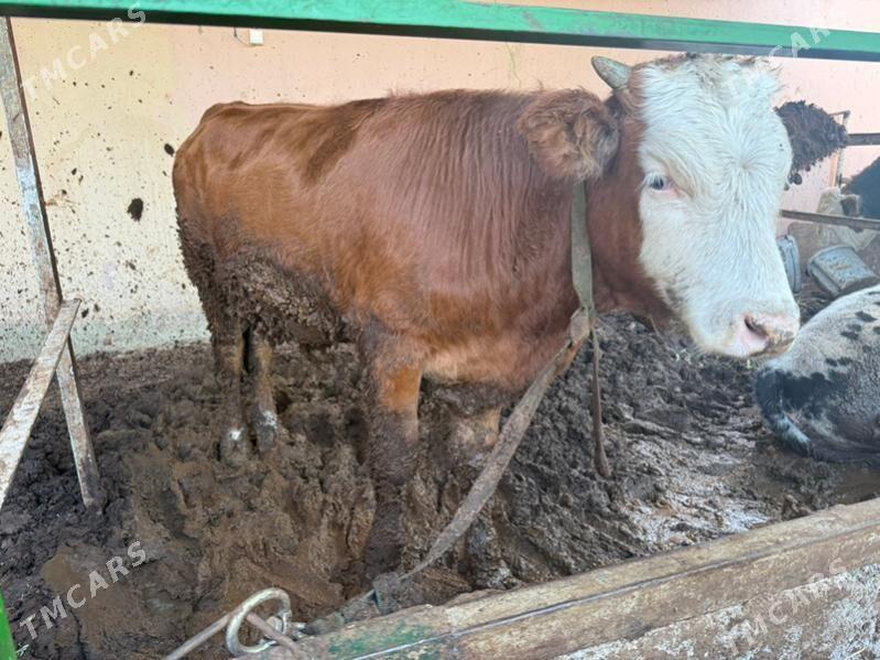 okuz gibrit - Кипджак - img 4