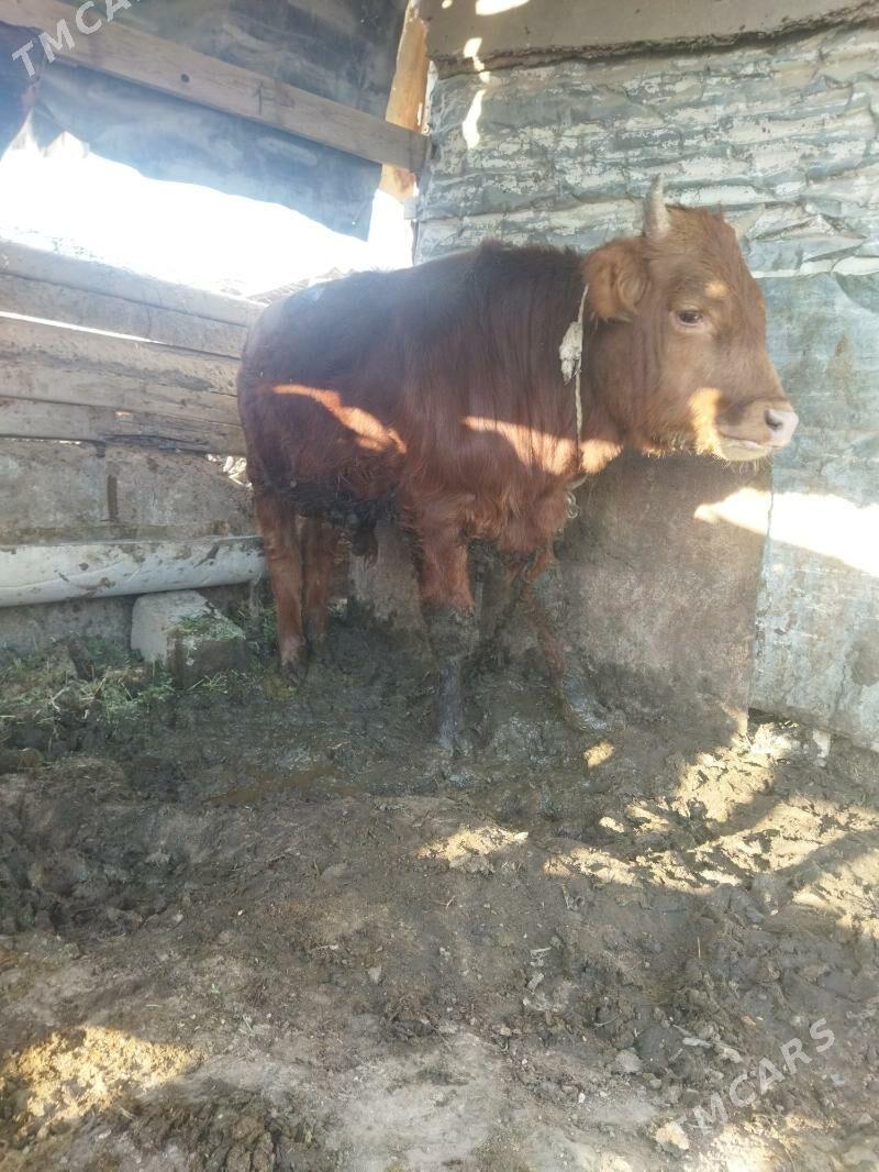 okuz - Ак-Бугдайский этрап - img 1