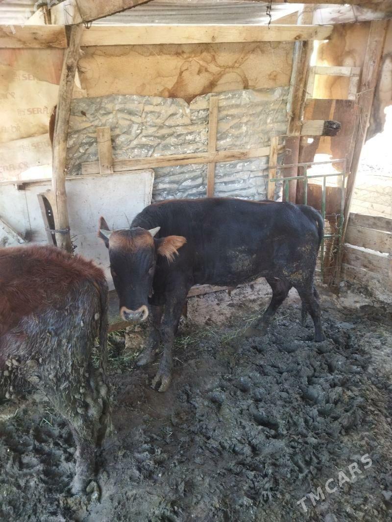 okuz - Ак-Бугдайский этрап - img 6