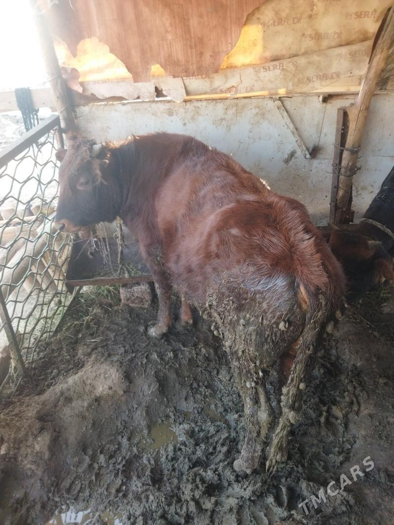 okuz - Ак-Бугдайский этрап - img 4