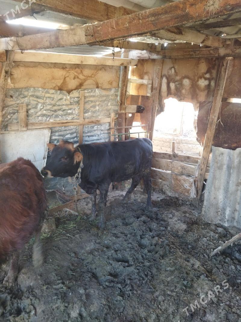 okuz - Ак-Бугдайский этрап - img 3