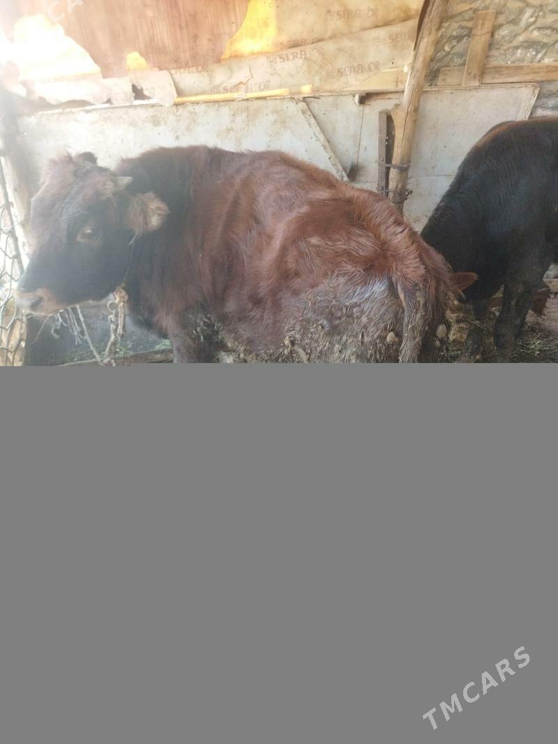 okuz - Ак-Бугдайский этрап - img 5