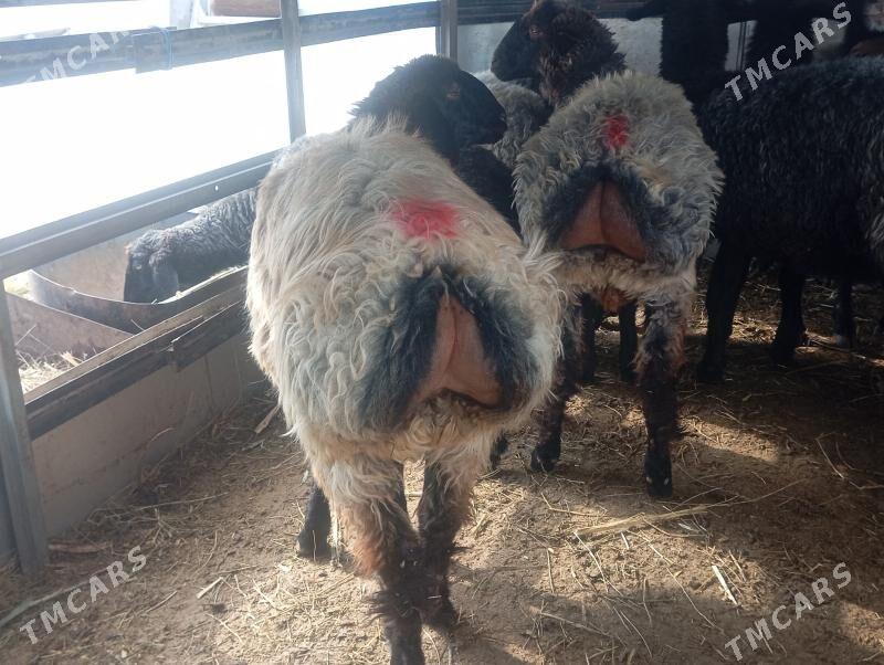 işşek tokly - Aşgabat - img 3