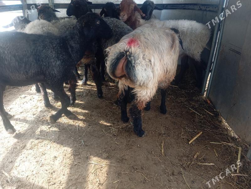 işşek tokly - Aşgabat - img 2