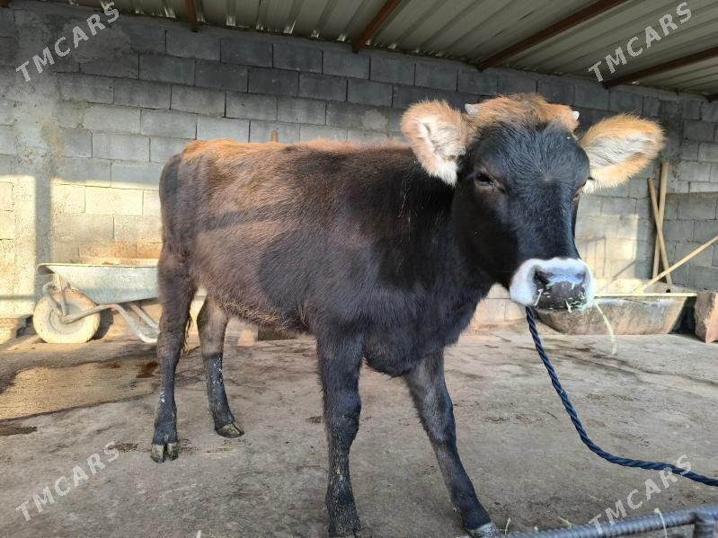 tuwe okuz - Херрикгала - img 3