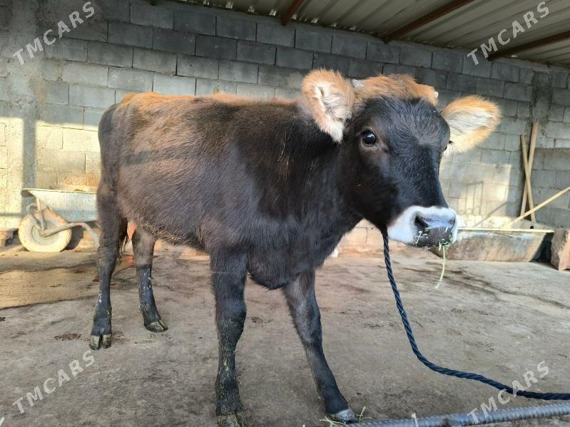 tuwe okuz - Херрикгала - img 4