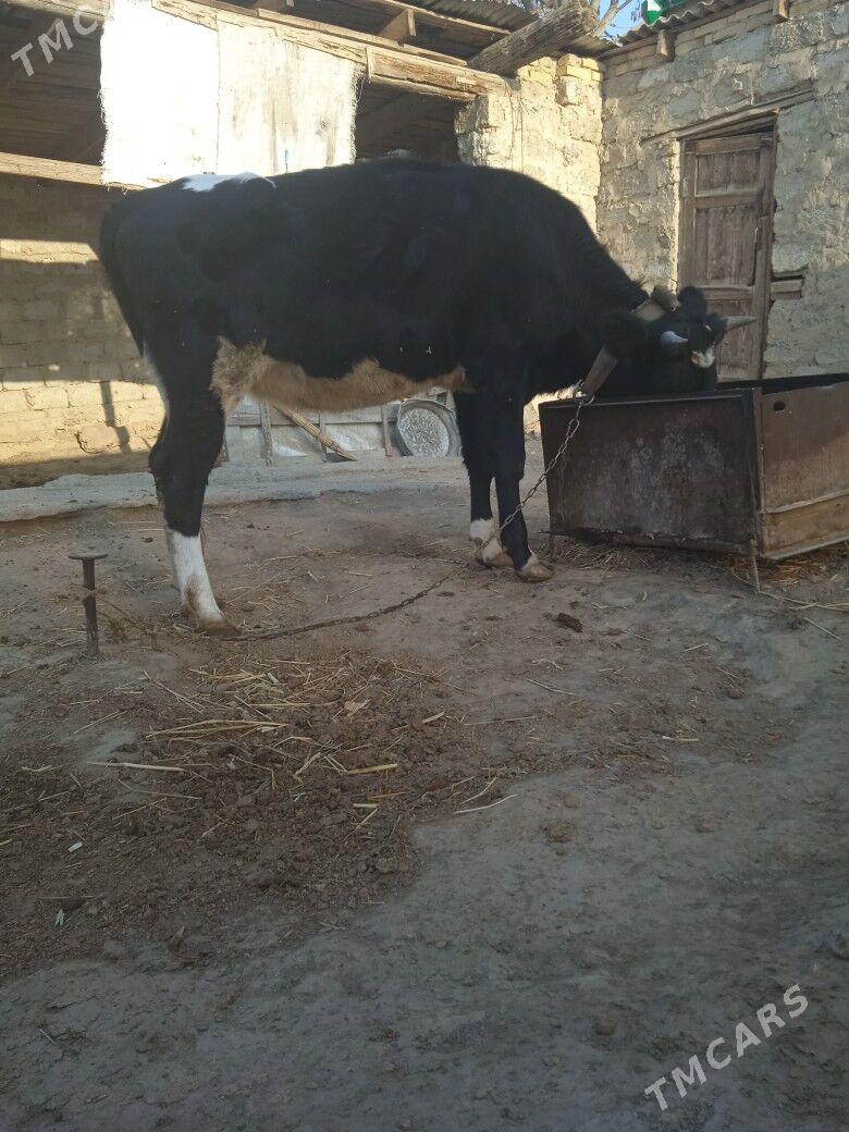 tuwe - Бузмеин - img 2