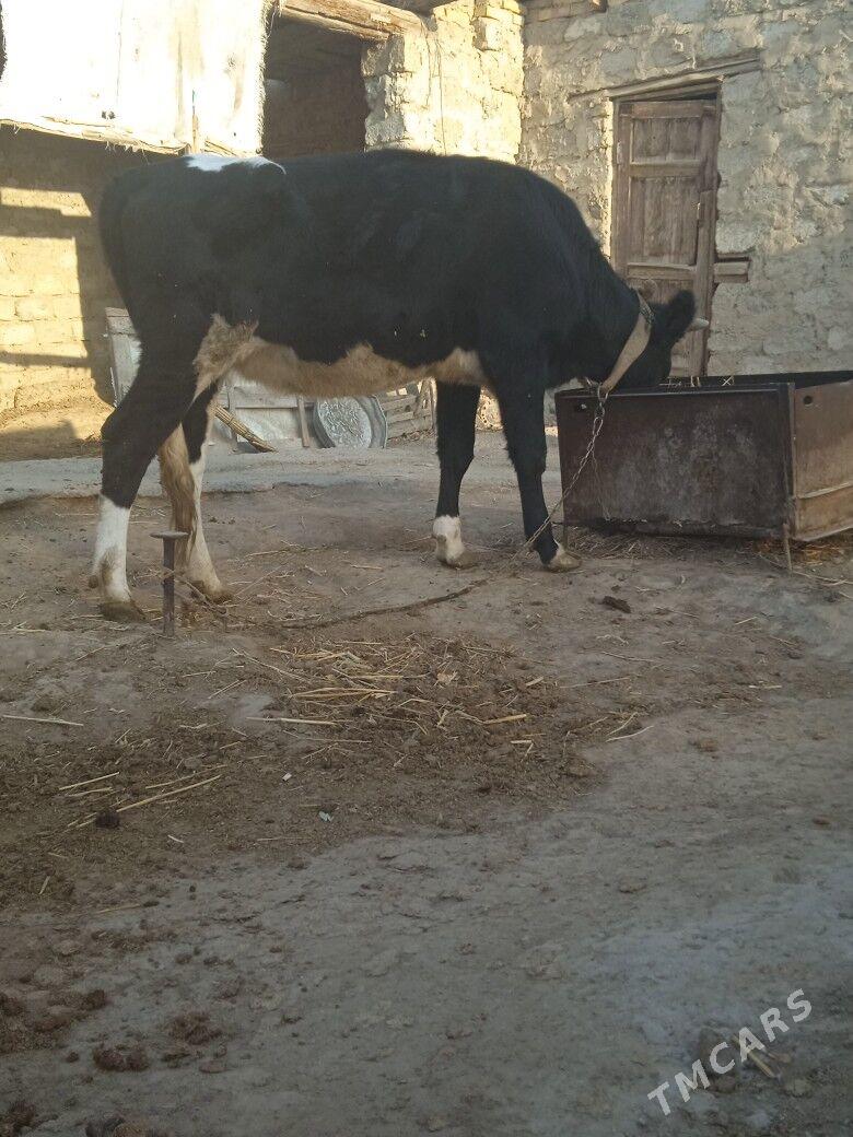 tuwe - Бузмеин - img 3