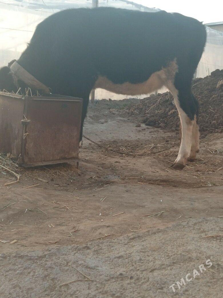 tuwe - Бузмеин - img 4