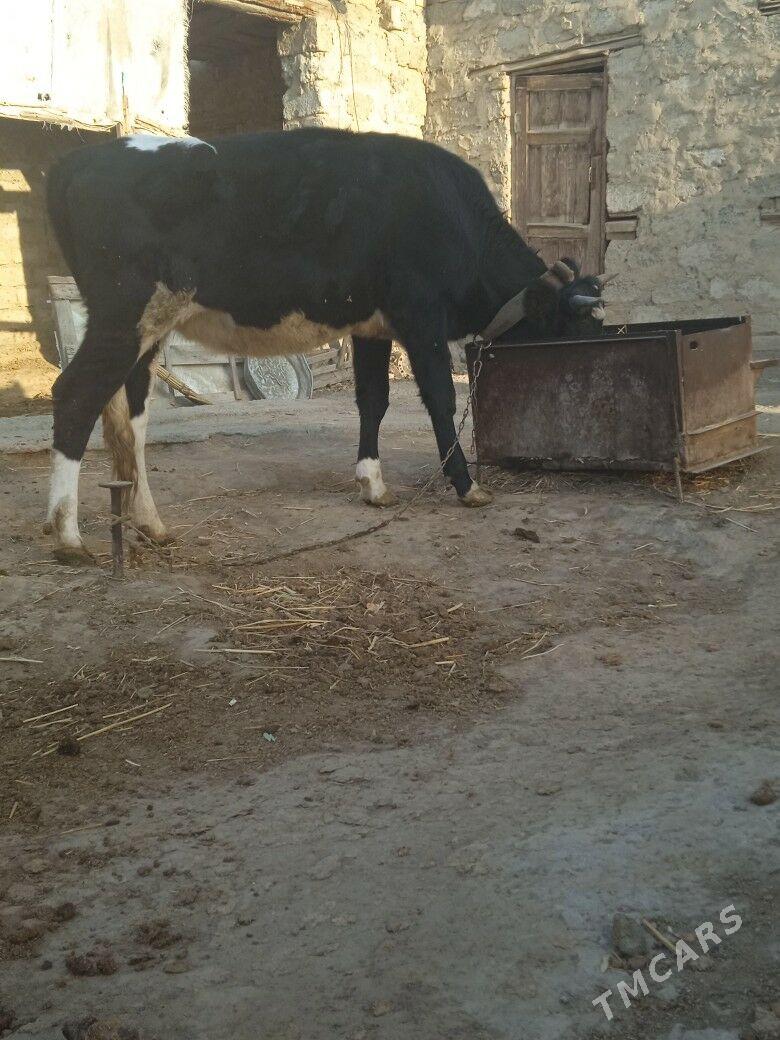 tuwe - Бузмеин - img 1