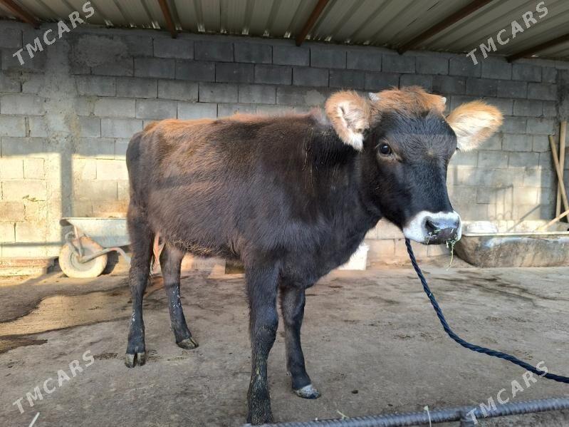 tuwe okuz - Херрикгала - img 2