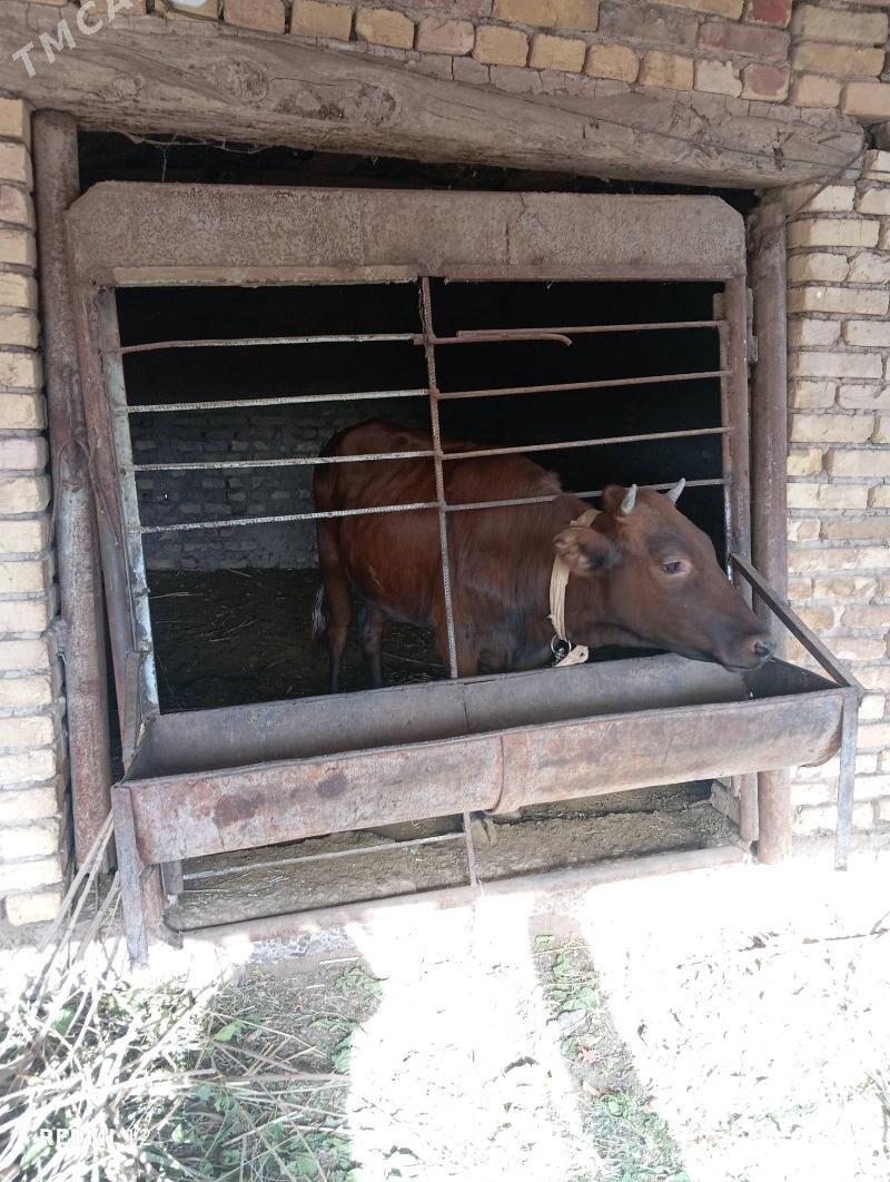 gulajyn - Mary - img 1