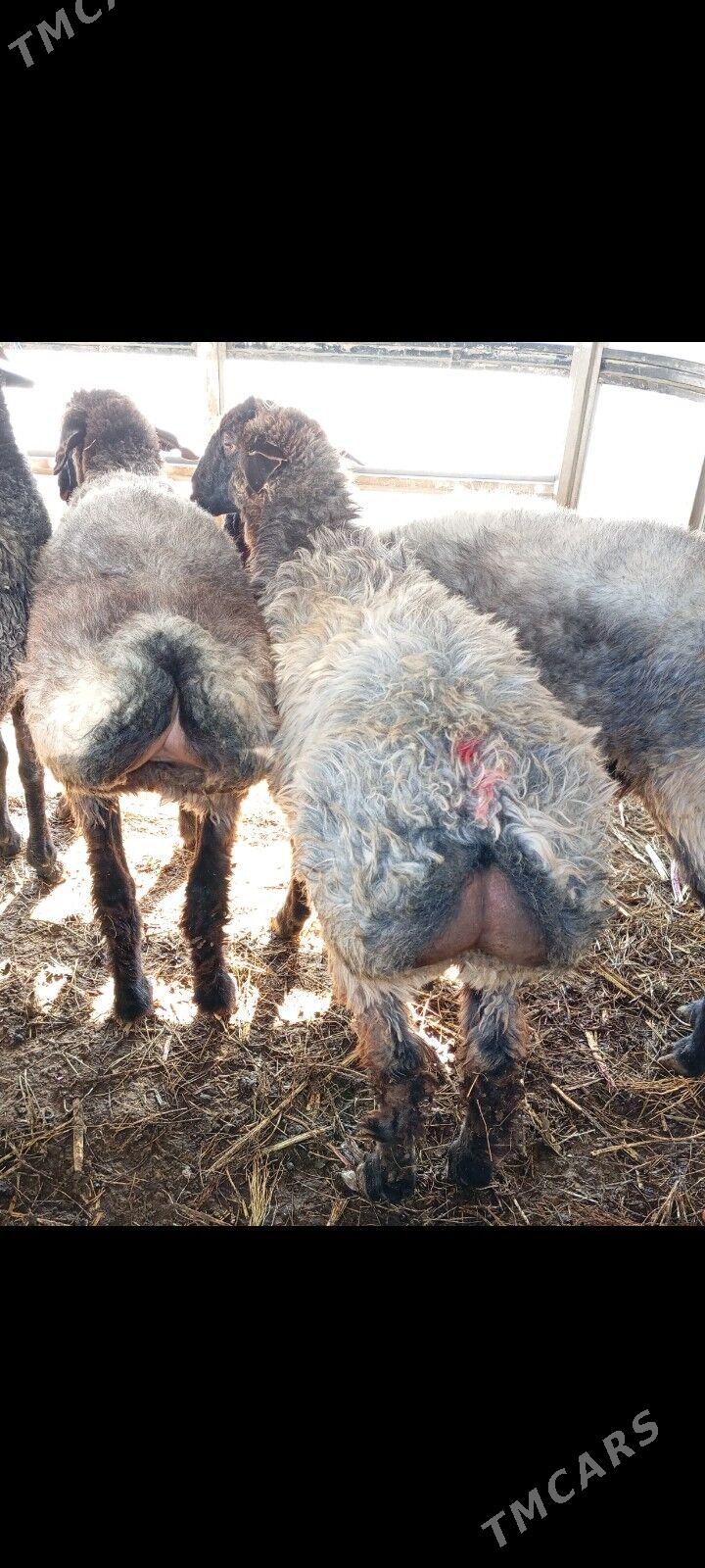 işşek tokly - Aşgabat - img 4