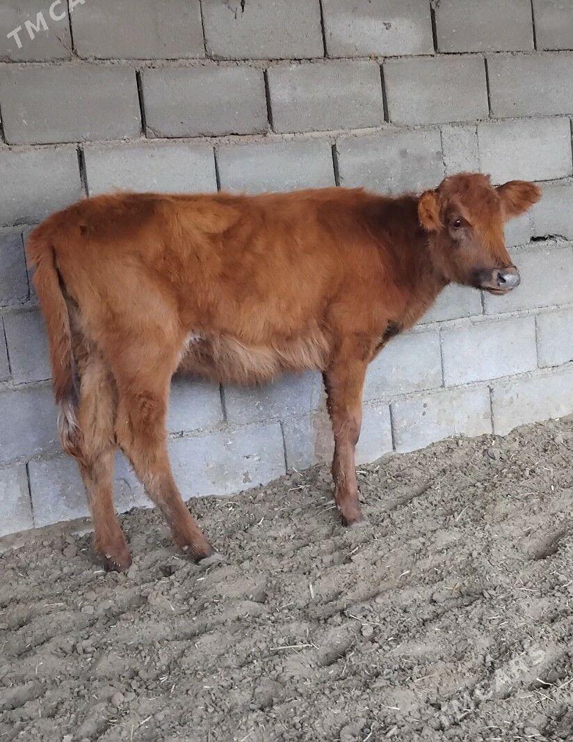 ŠWES OKUZ TUWE - Бузмеин - img 6