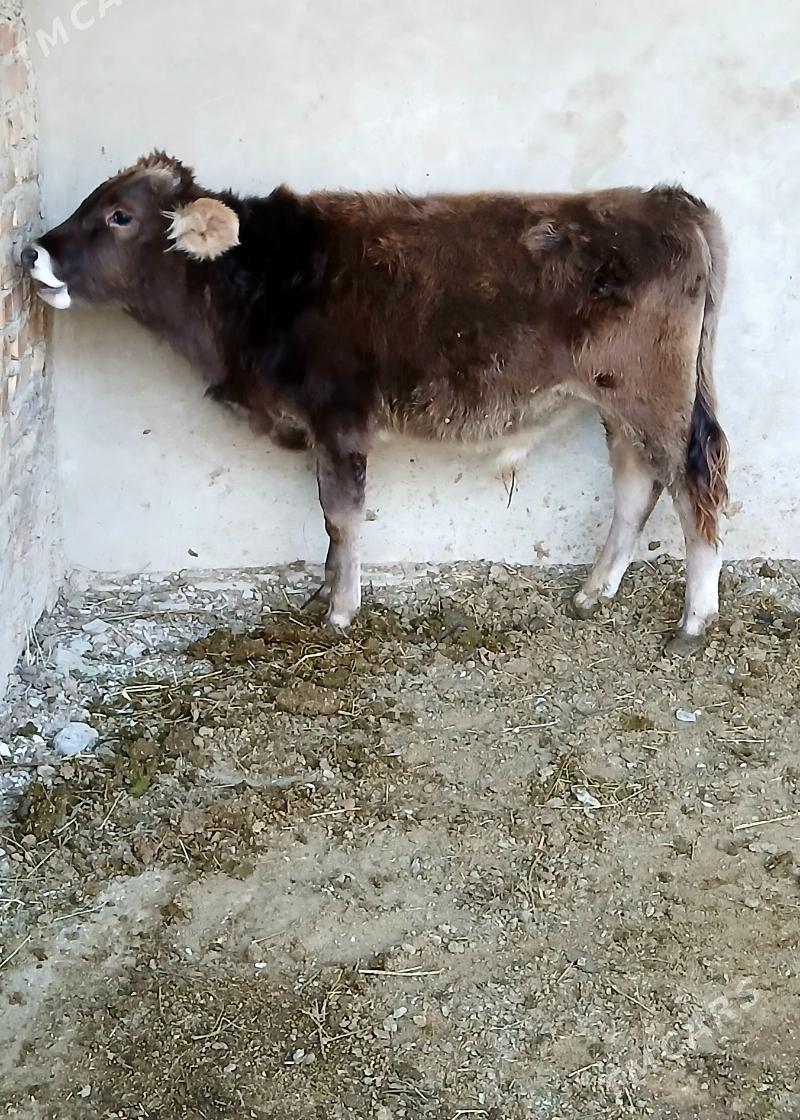 okuzce - Bäherden - img 3