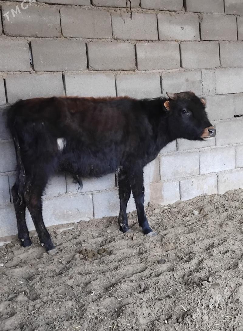 ŠWES OKUZ TUWE - Бузмеин - img 2