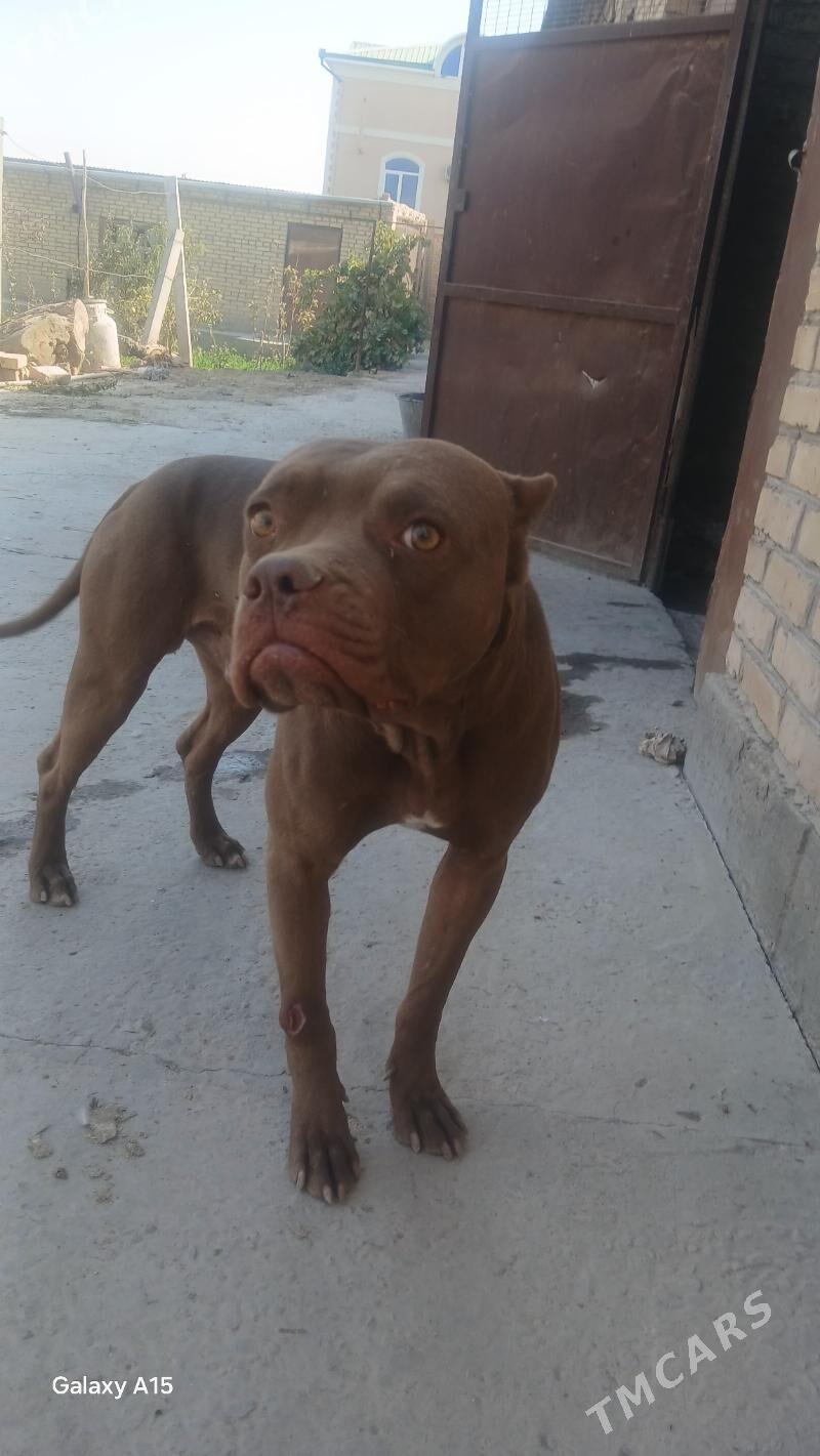 Pidbul - Çärjew - img 2