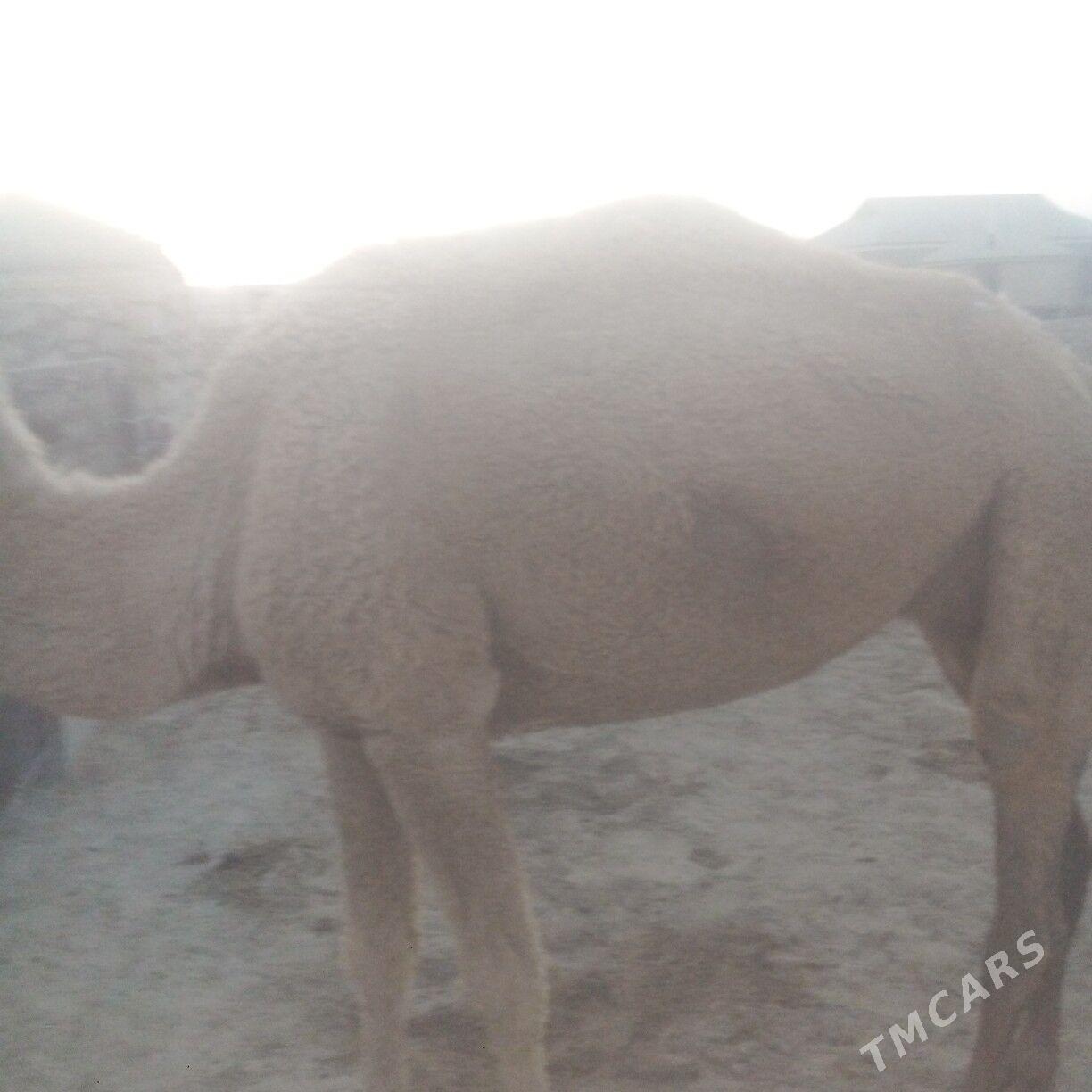 duye - Эсенгулы - img 3