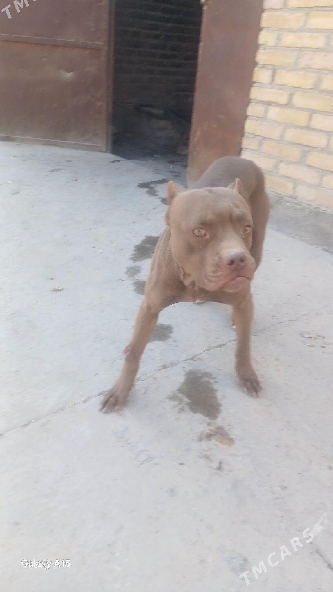 Pidbul - Çärjew - img 3