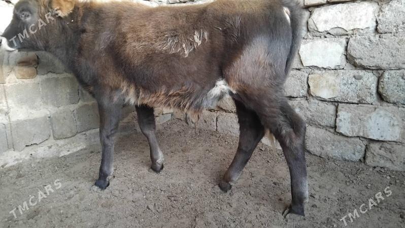 OKÜZ ŞWES - Aşgabat - img 1