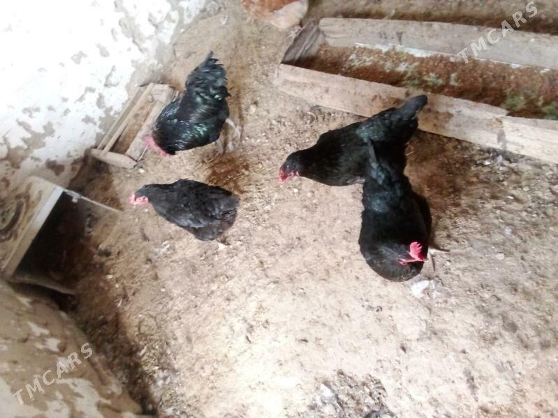 3towuk 1horaz - Гызыларбат - img 2