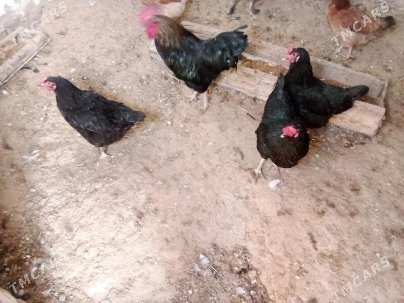 3towuk 1horaz - Гызыларбат - img 4