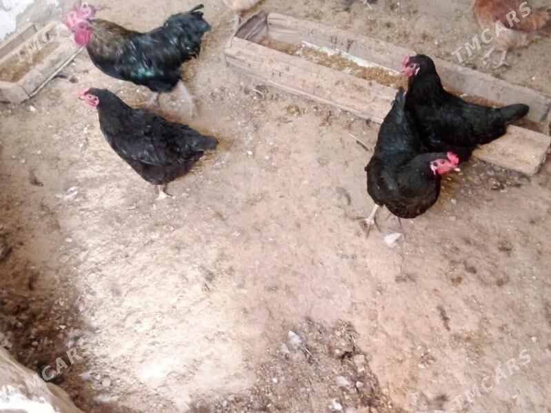 3towuk 1horaz - Гызыларбат - img 3