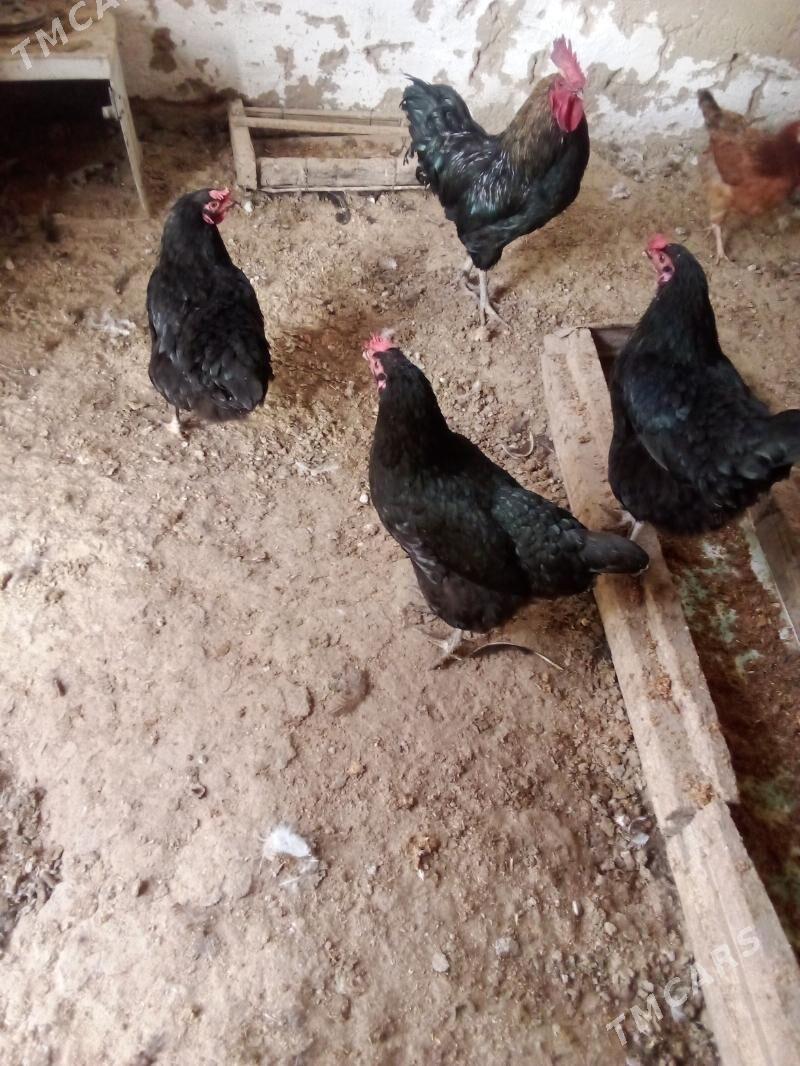 3towuk 1horaz - Гызыларбат - img 1