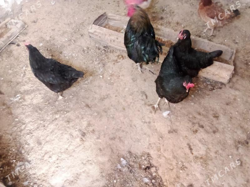 3towuk 1horaz - Гызыларбат - img 5