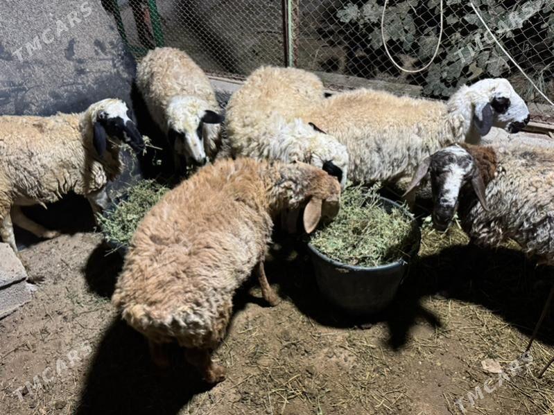 Goyun tokly - Гарадамак - img 3