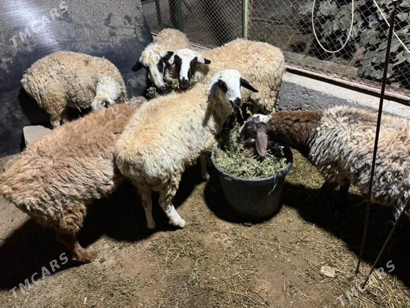 Goyun tokly - Гарадамак - img 4